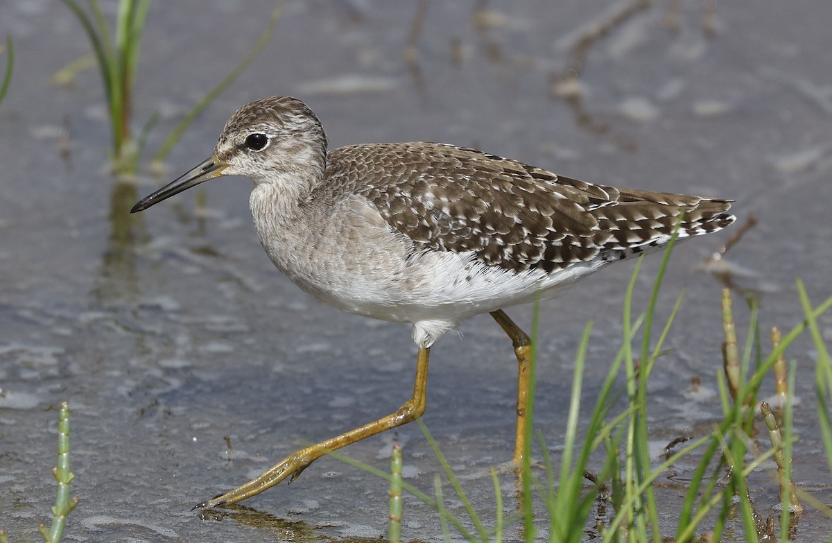 Bruchwasserläufer - ML646499668