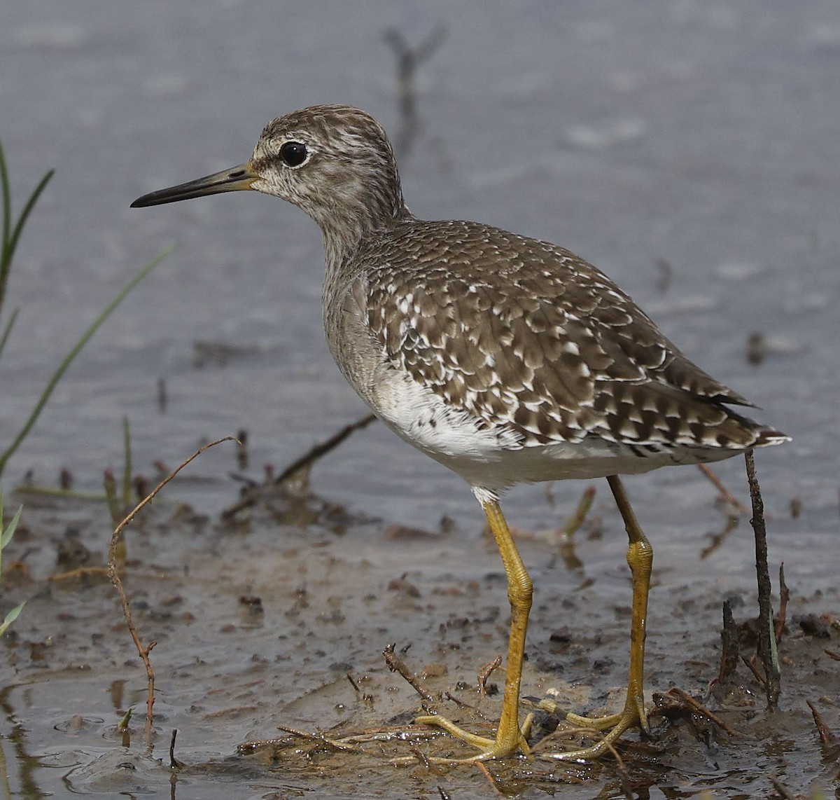 Bruchwasserläufer - ML646499669