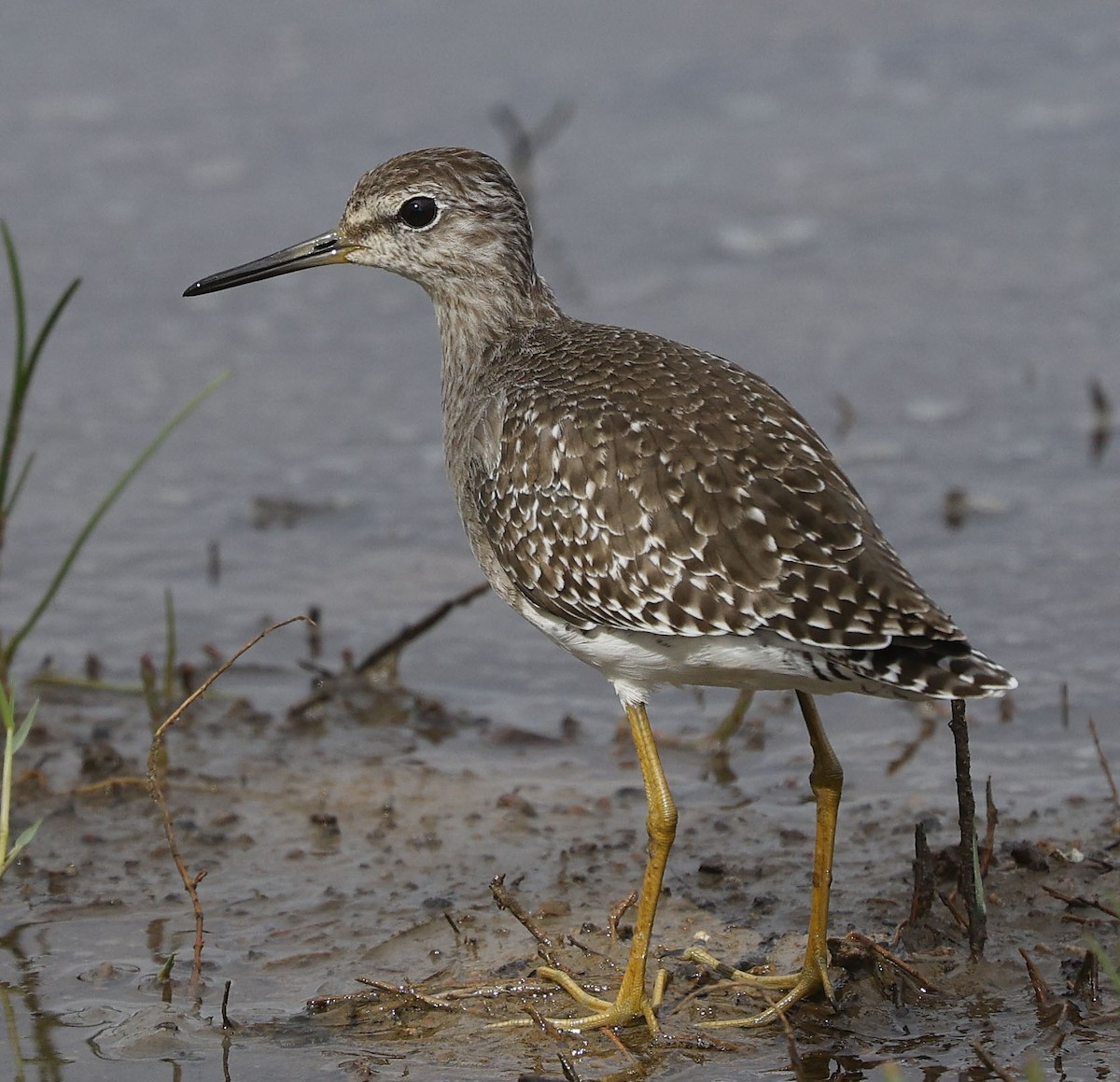 Bruchwasserläufer - ML646499670