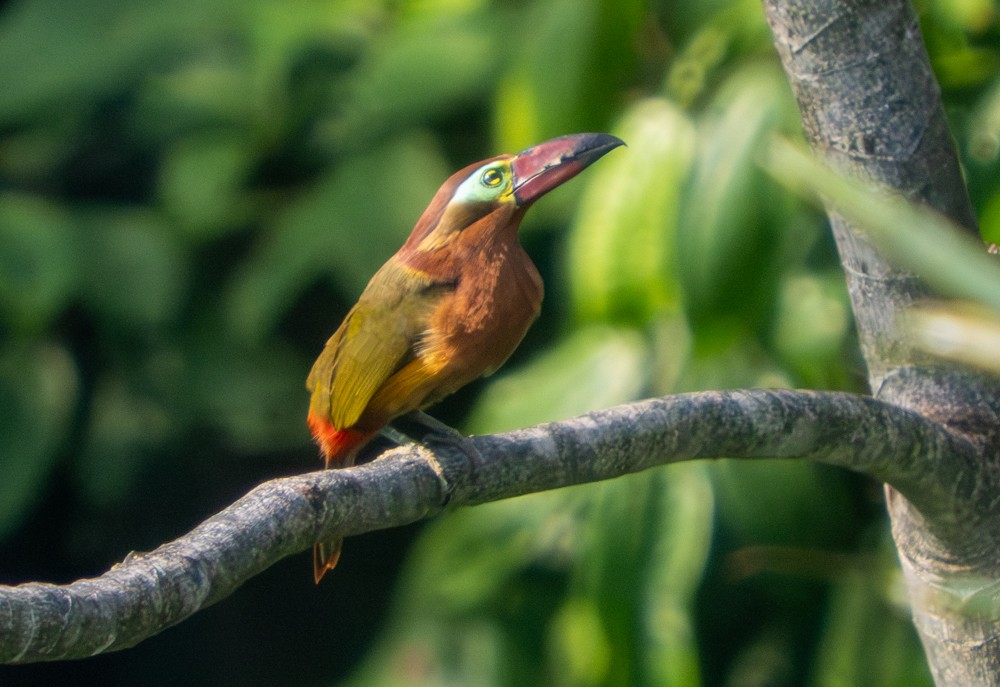 Golden-collared Toucanet - ML646499671