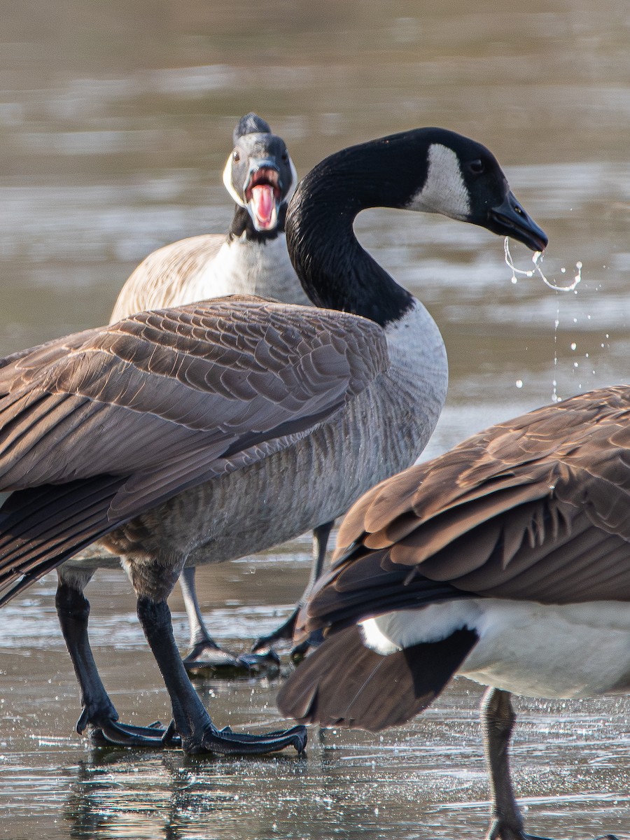 kanadagås - ML646499672