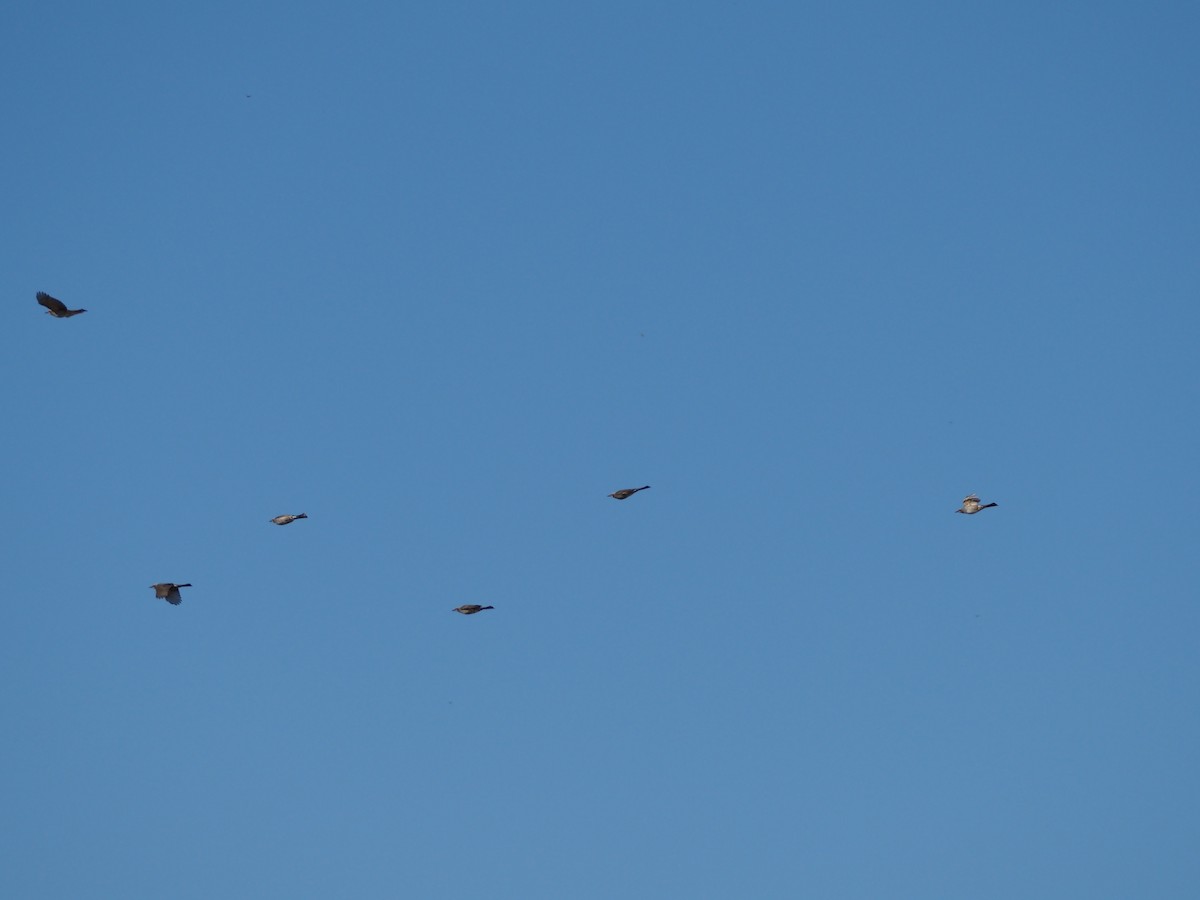 Оливник короткопалий - ML646499674