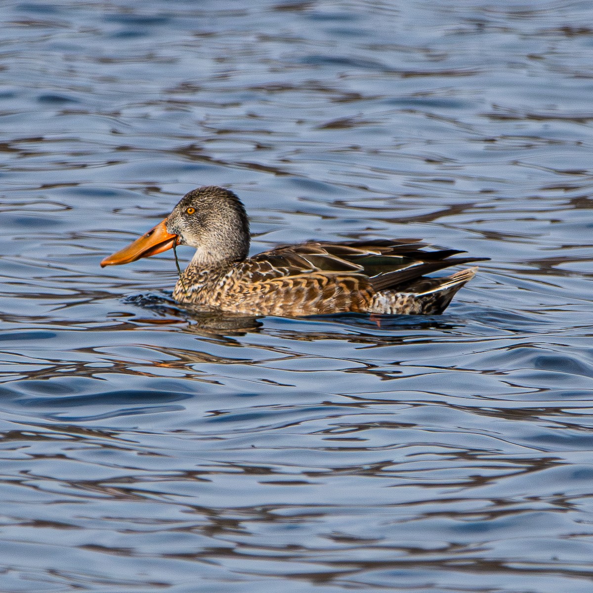 Ahate mokozabal zuria - ML646499675