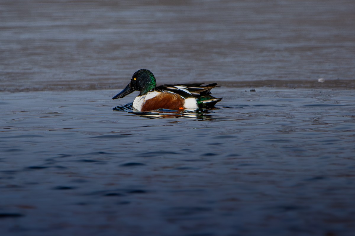 Ahate mokozabal zuria - ML646499676