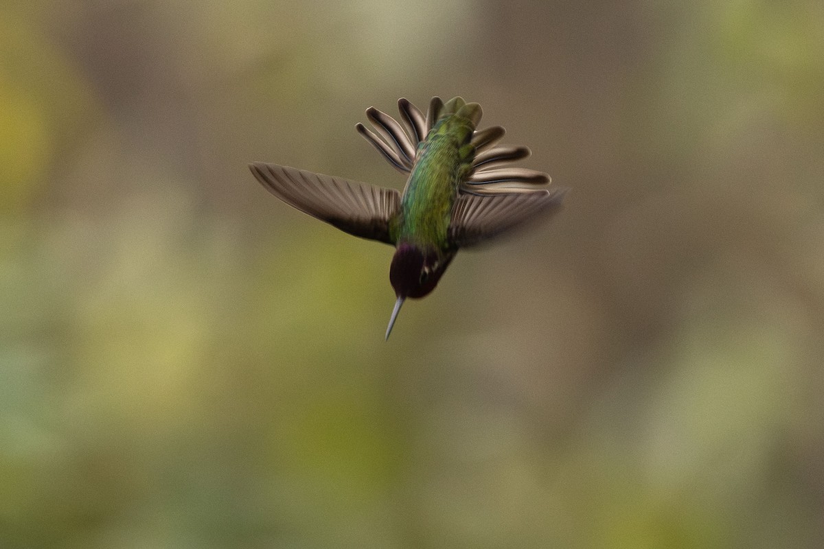 Anna's Hummingbird - ML646499677