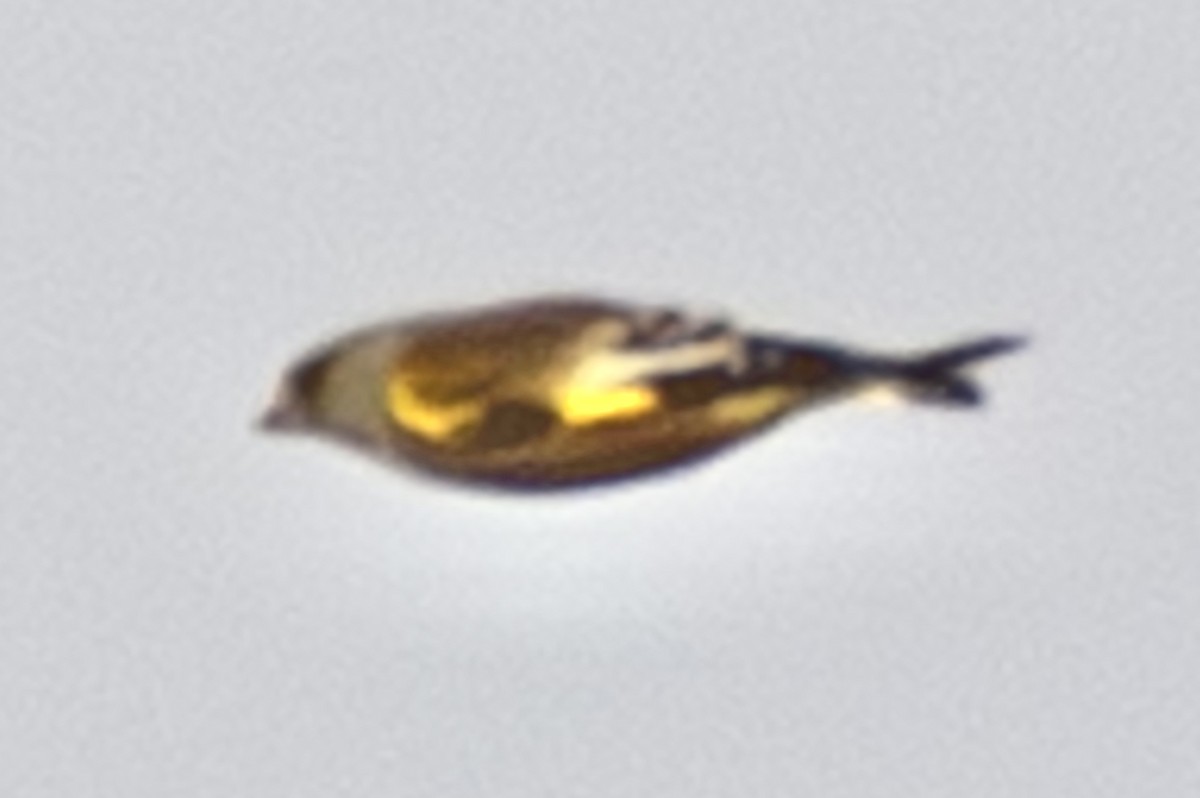 Verdier de Chine - ML646499679