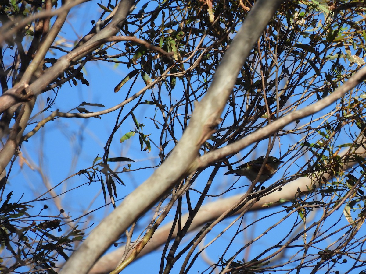 Silvereye - ML646499683