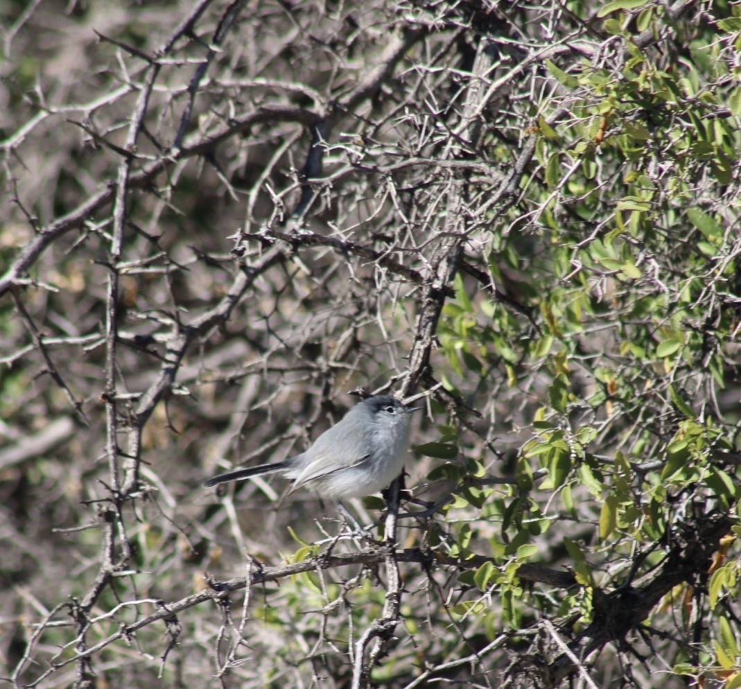 Комароловка чорнохвоста - ML646499684