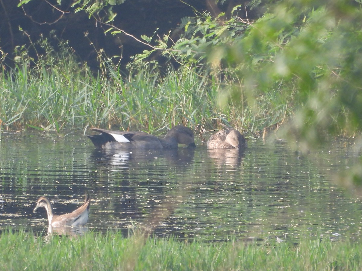 Boz Ördek - ML646499685