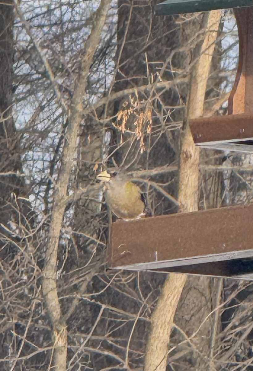 Evening Grosbeak - ML646499686