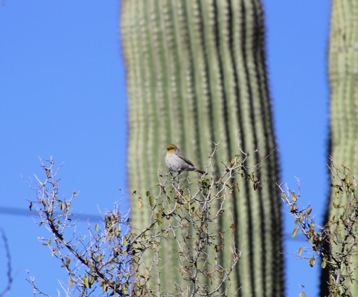 Altın Başlı Çulhakuşu - ML646499688