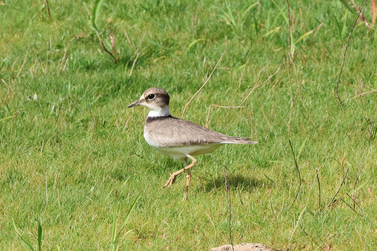 Sakin Cılıbıt - ML646499689