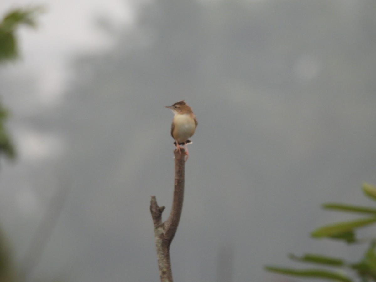 Yelpazekuyruk - ML646499690