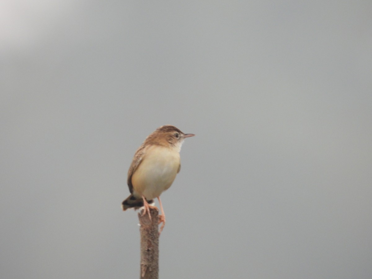 Yelpazekuyruk - ML646499691