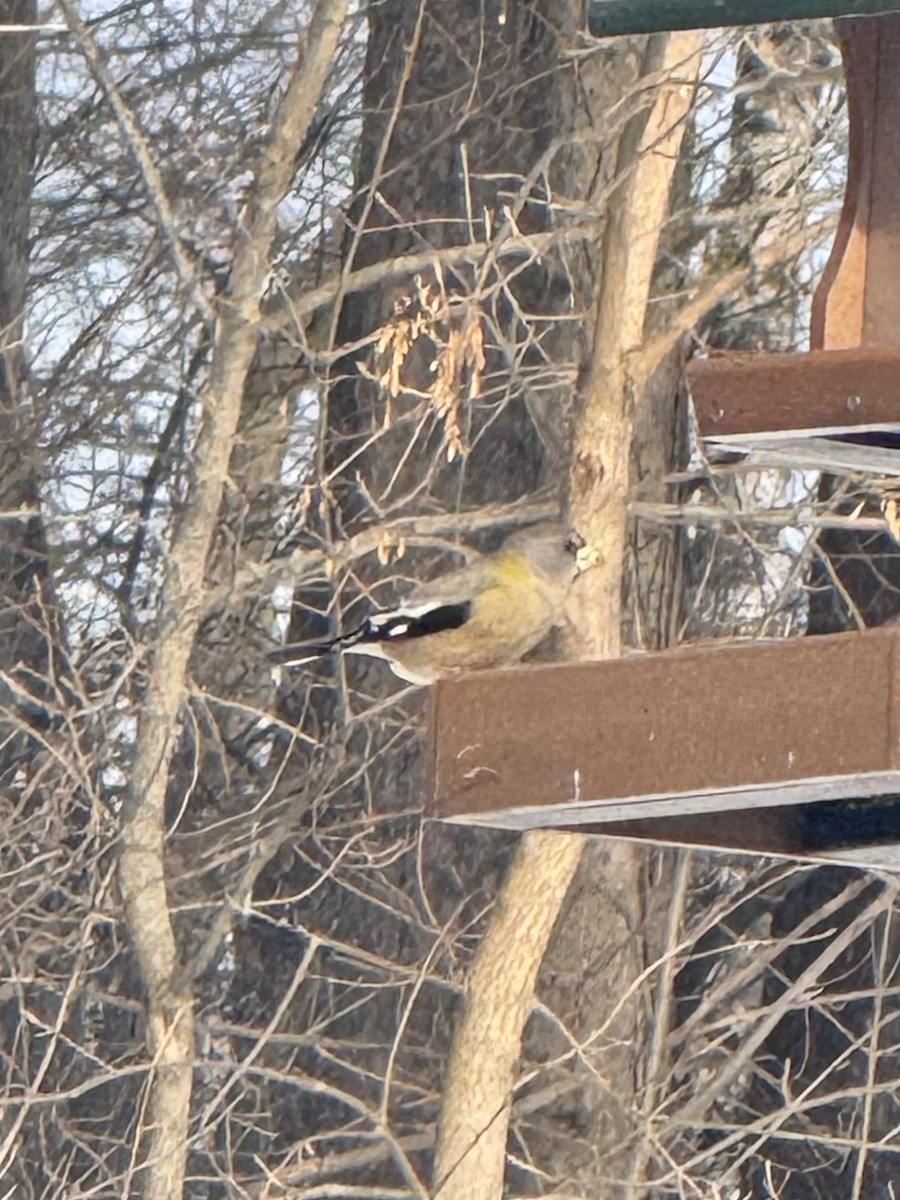 Sarı Kaşlı Kocabaş - ML646499693