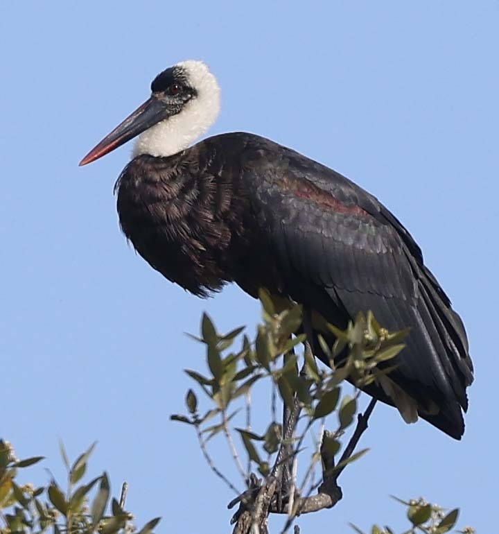 Afrika Keşiş Leyleği - ML646499694