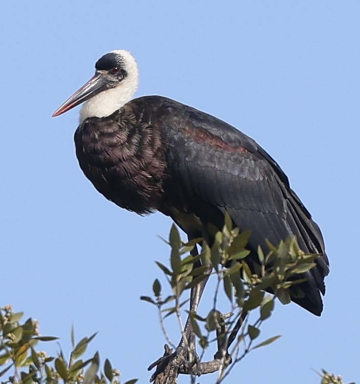 Afrika Keşiş Leyleği - ML646499695