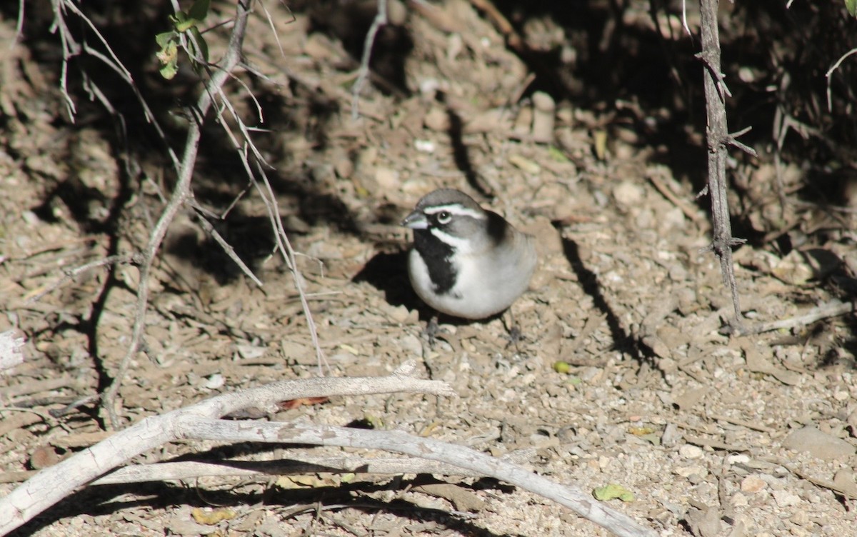 Kara Boğazlı Serçe - ML646499696