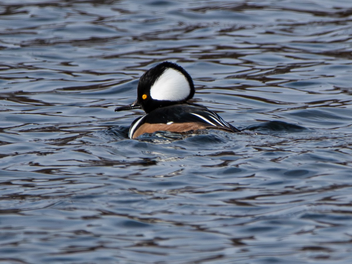 Başlıklı Tarakdiş - ML646499697