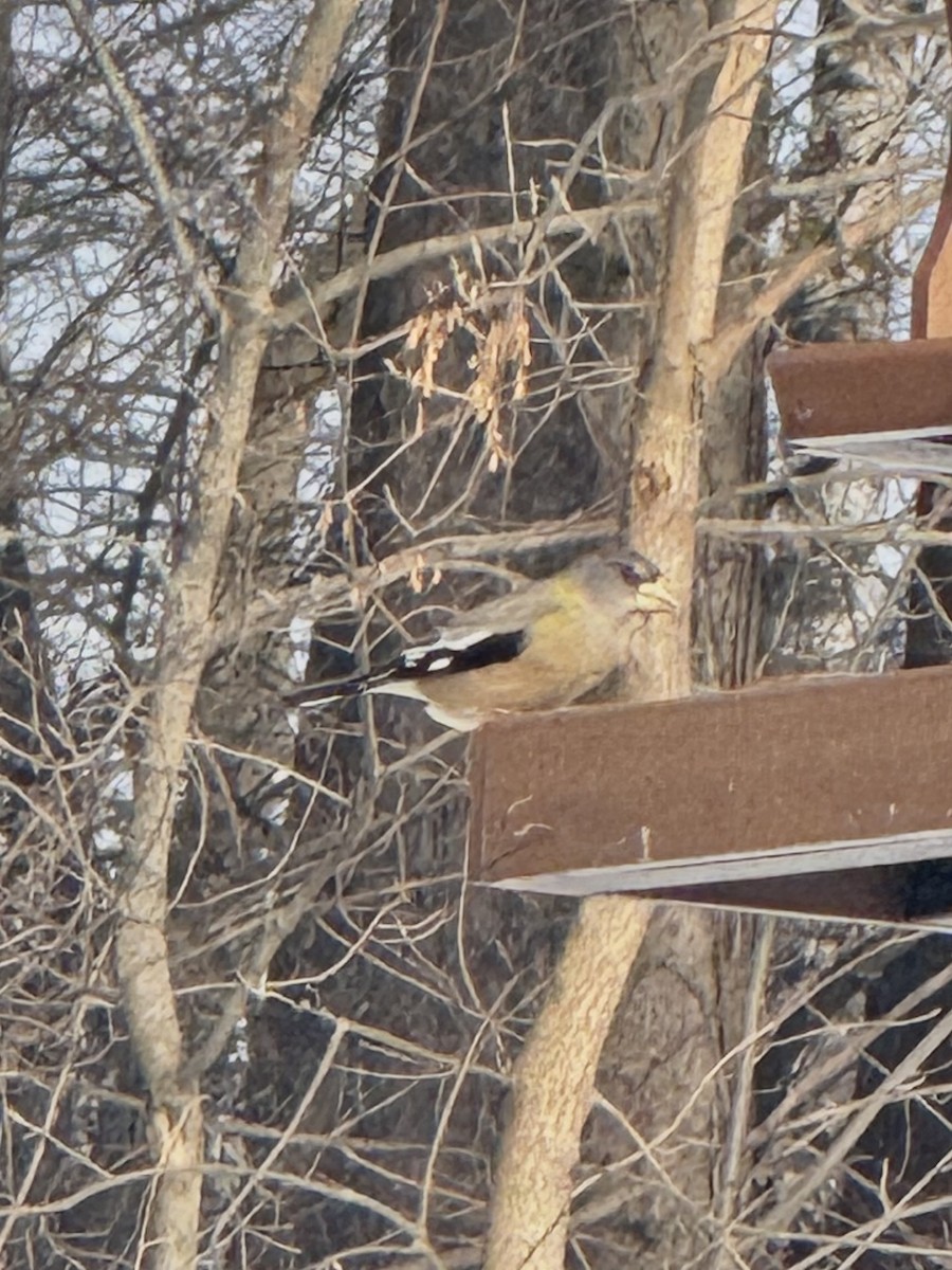 Sarı Kaşlı Kocabaş - ML646499698