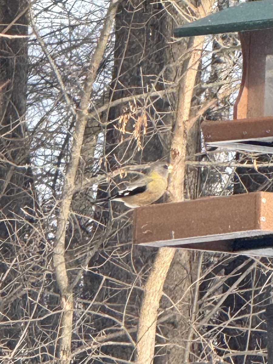 Sarı Kaşlı Kocabaş - ML646499699