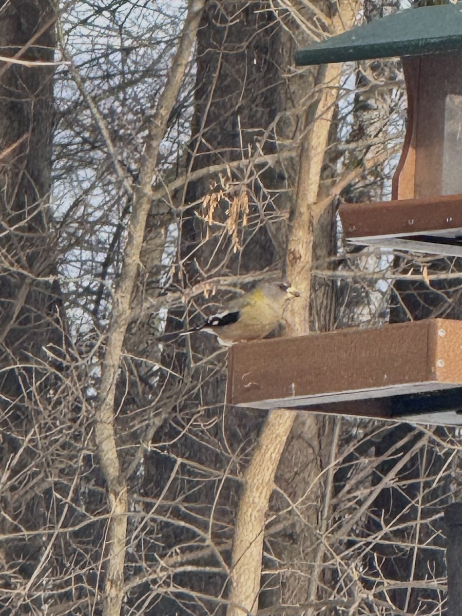 Sarı Kaşlı Kocabaş - ML646499701