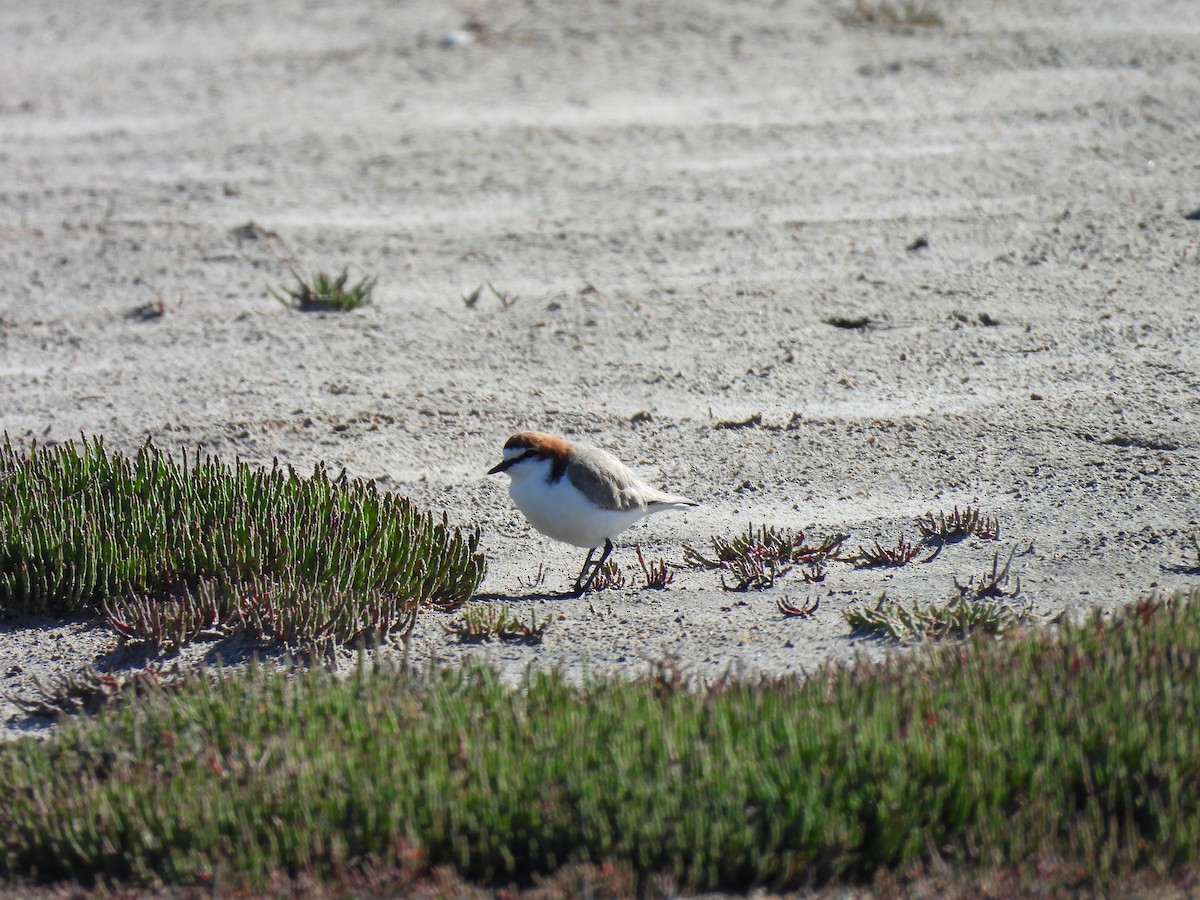 Kızıl Takkeli Cılıbıt - ML646499702