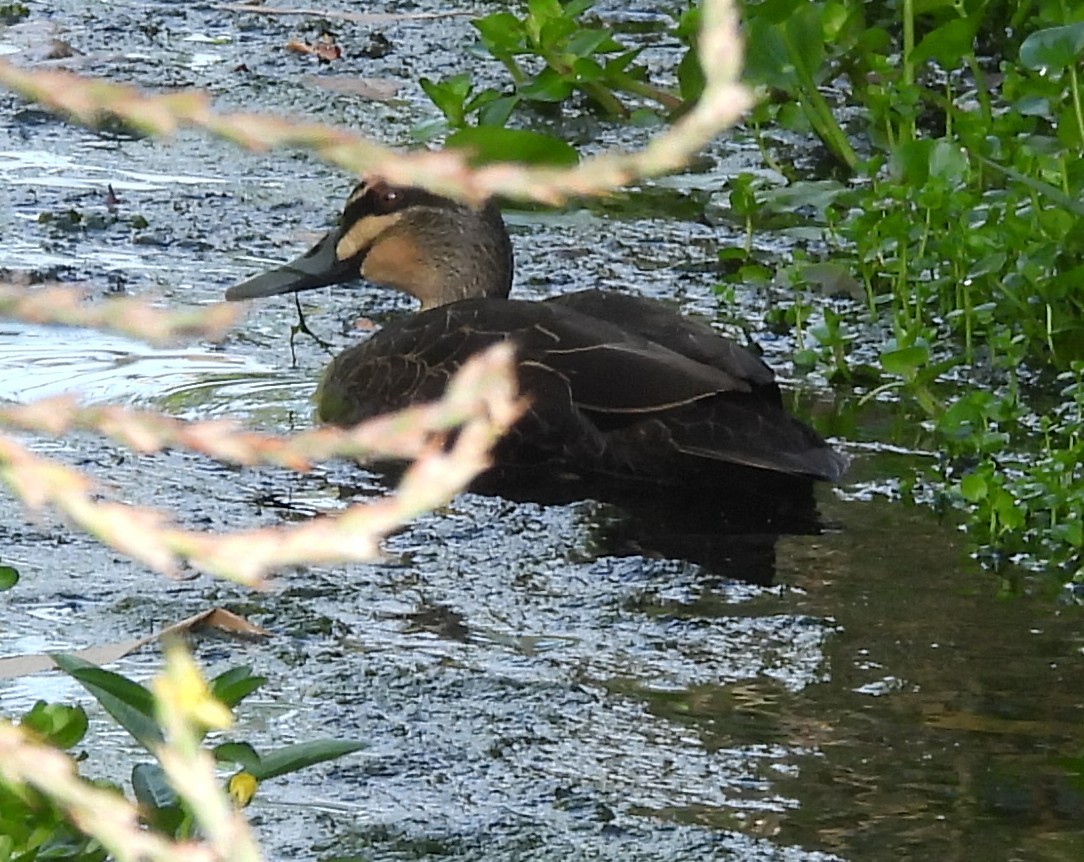 Pasifik Kara Ördeği - ML646499703