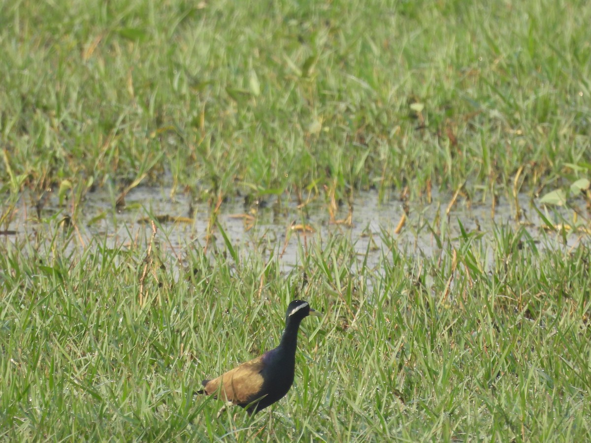 Bronz Kanatlı Jakana - ML646499704