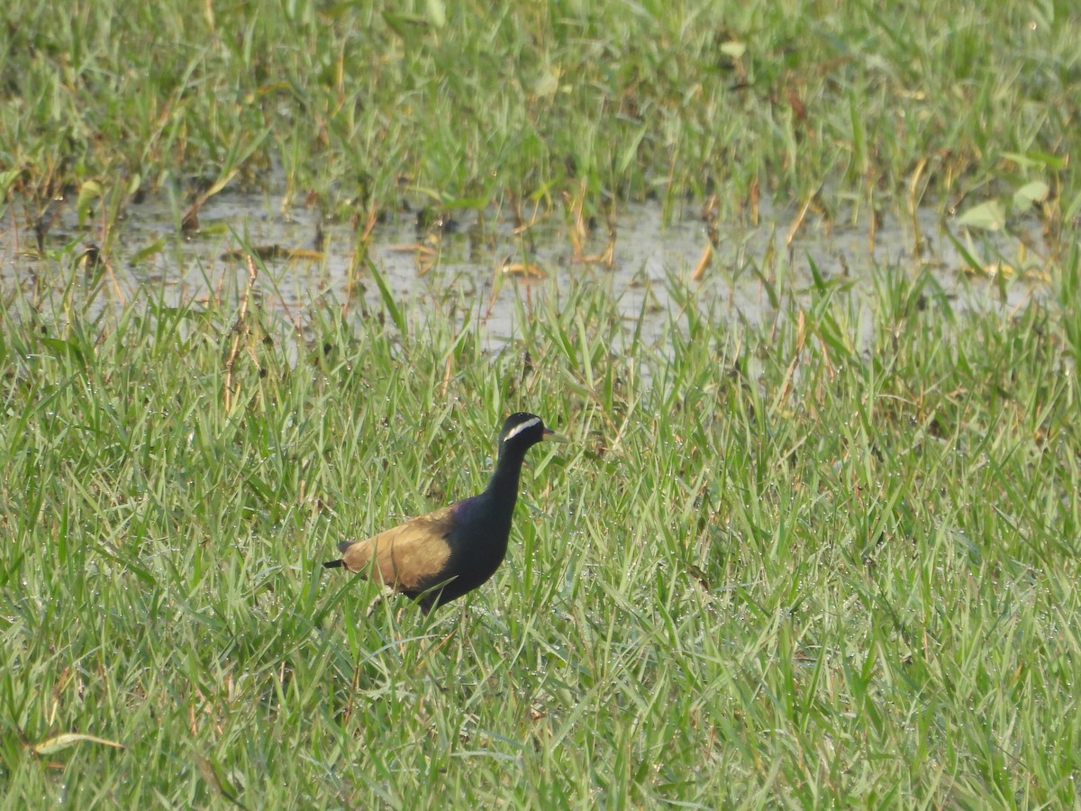 Bronz Kanatlı Jakana - ML646499705