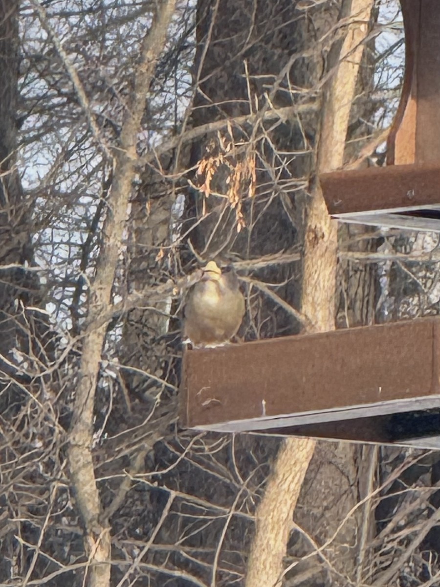 Sarı Kaşlı Kocabaş - ML646499706