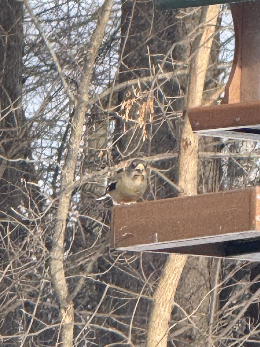 Sarı Kaşlı Kocabaş - ML646499707