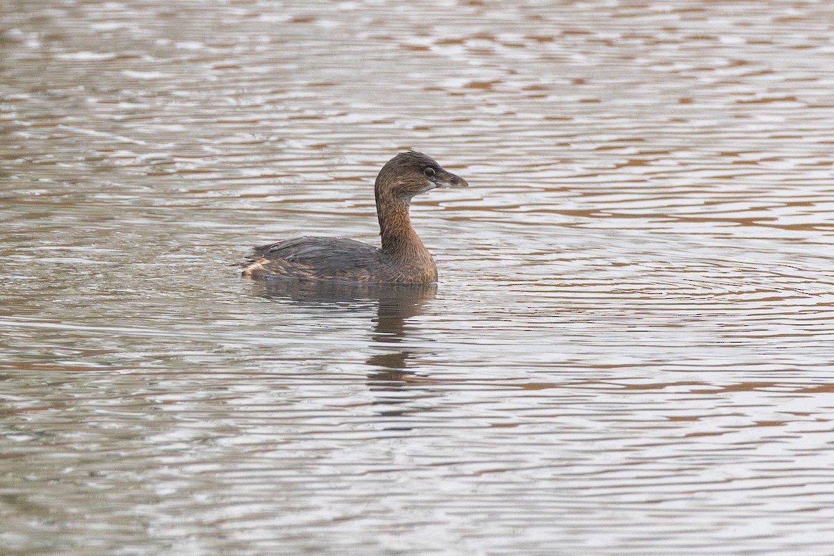 Kalın Gagalı Batağan - ML646499708