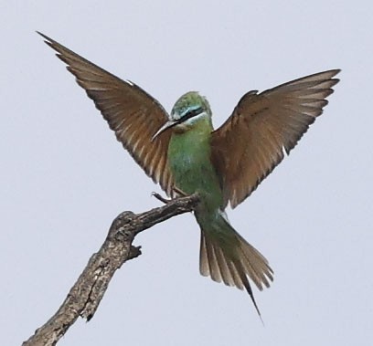 Yeşil Arıkuşu - ML646499709