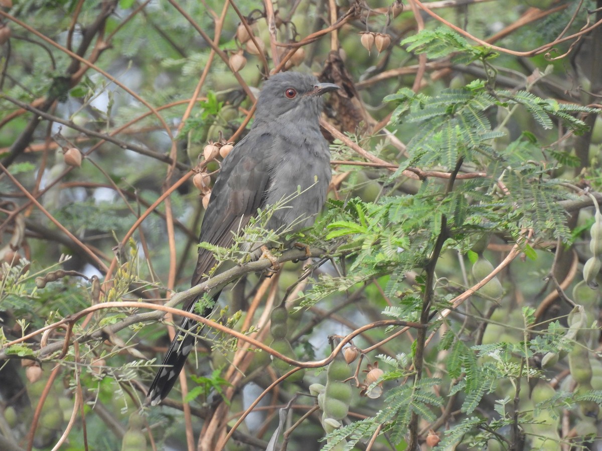 Gri Guguk - ML646499710