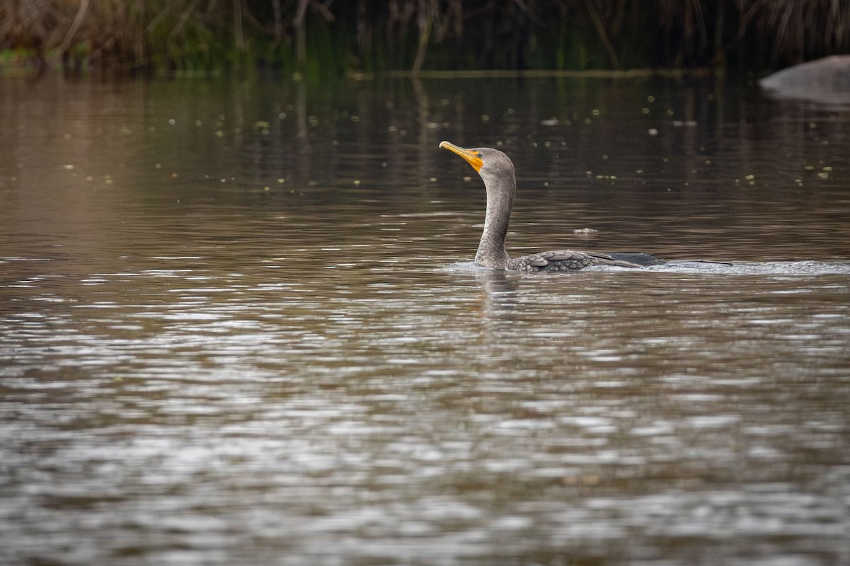 Kulaklı Karabatak - ML646499711