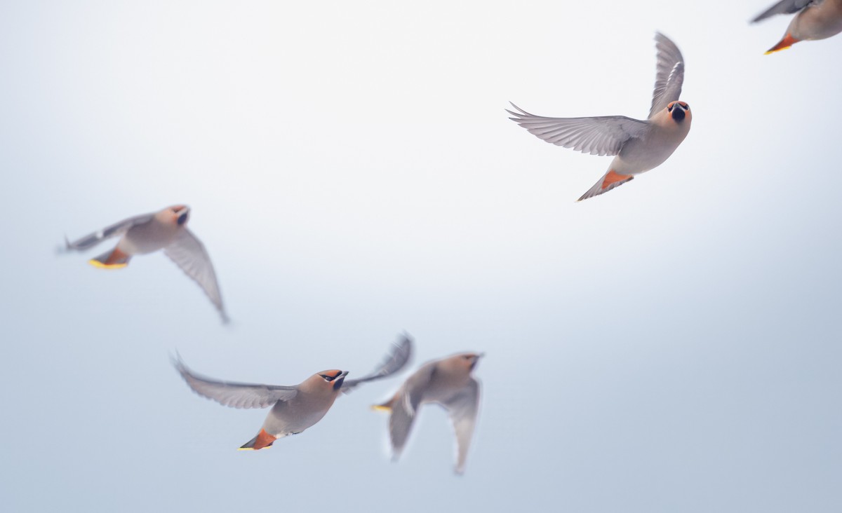 キレンジャク - ML646499713