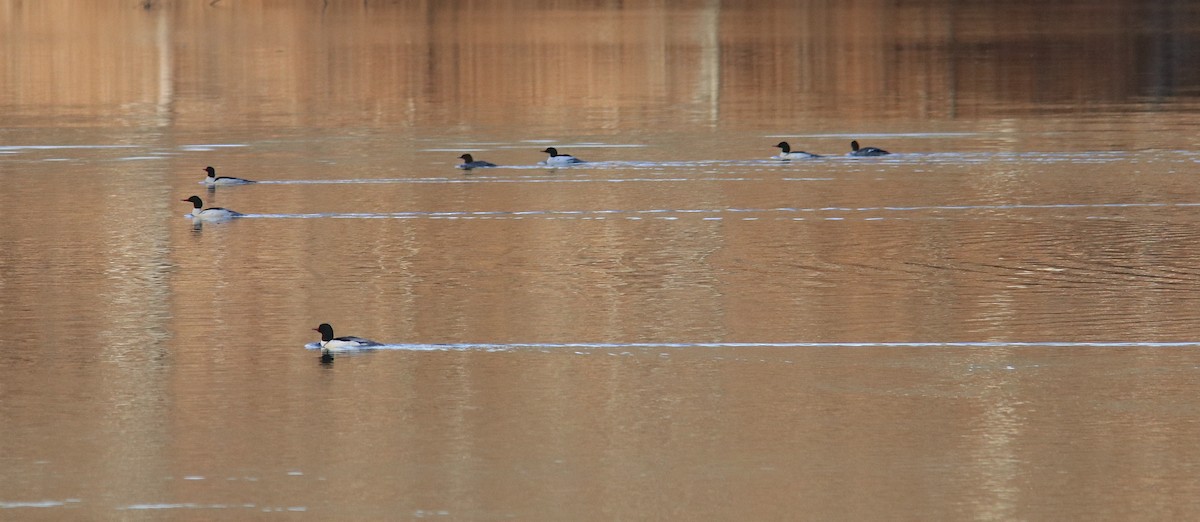 Büyük Tarakdiş - ML646499716