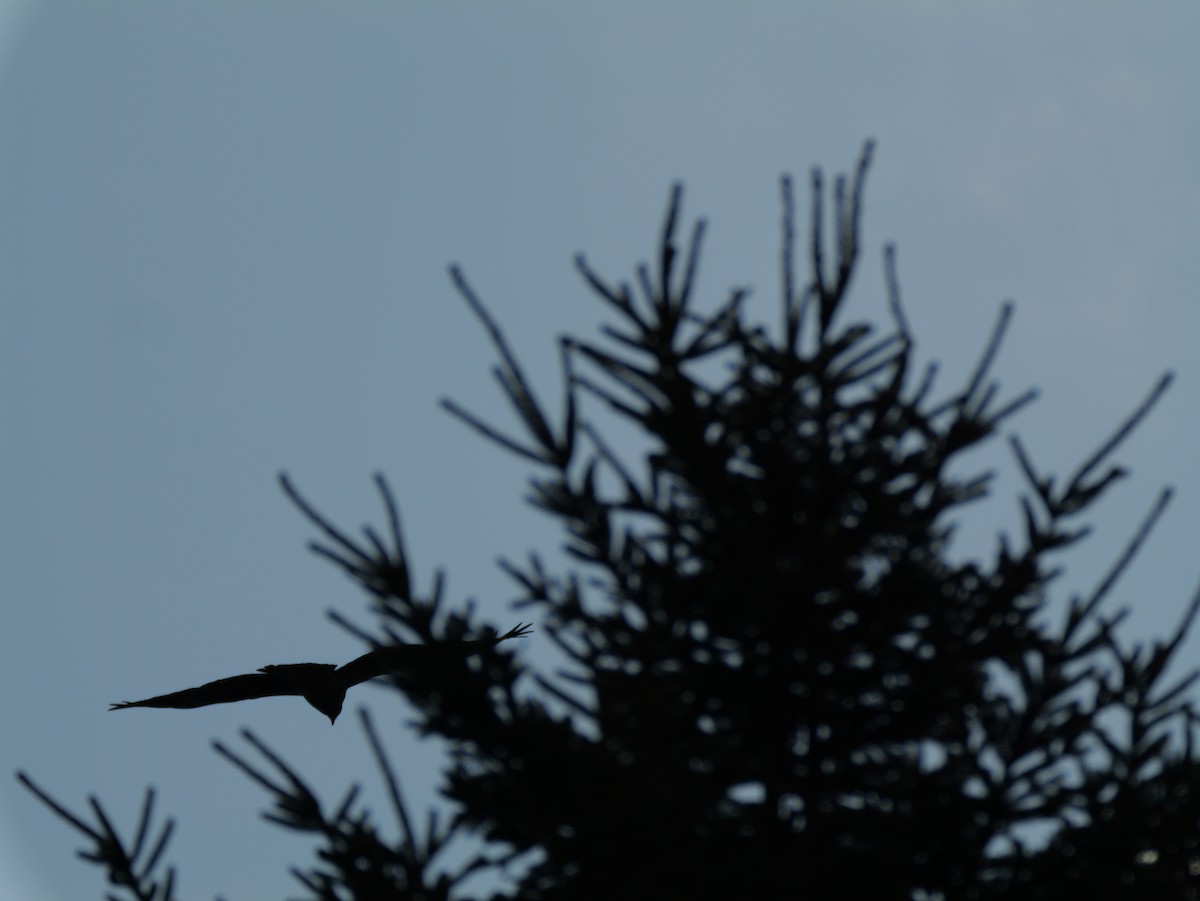 Kara Çaylak - ML646499717