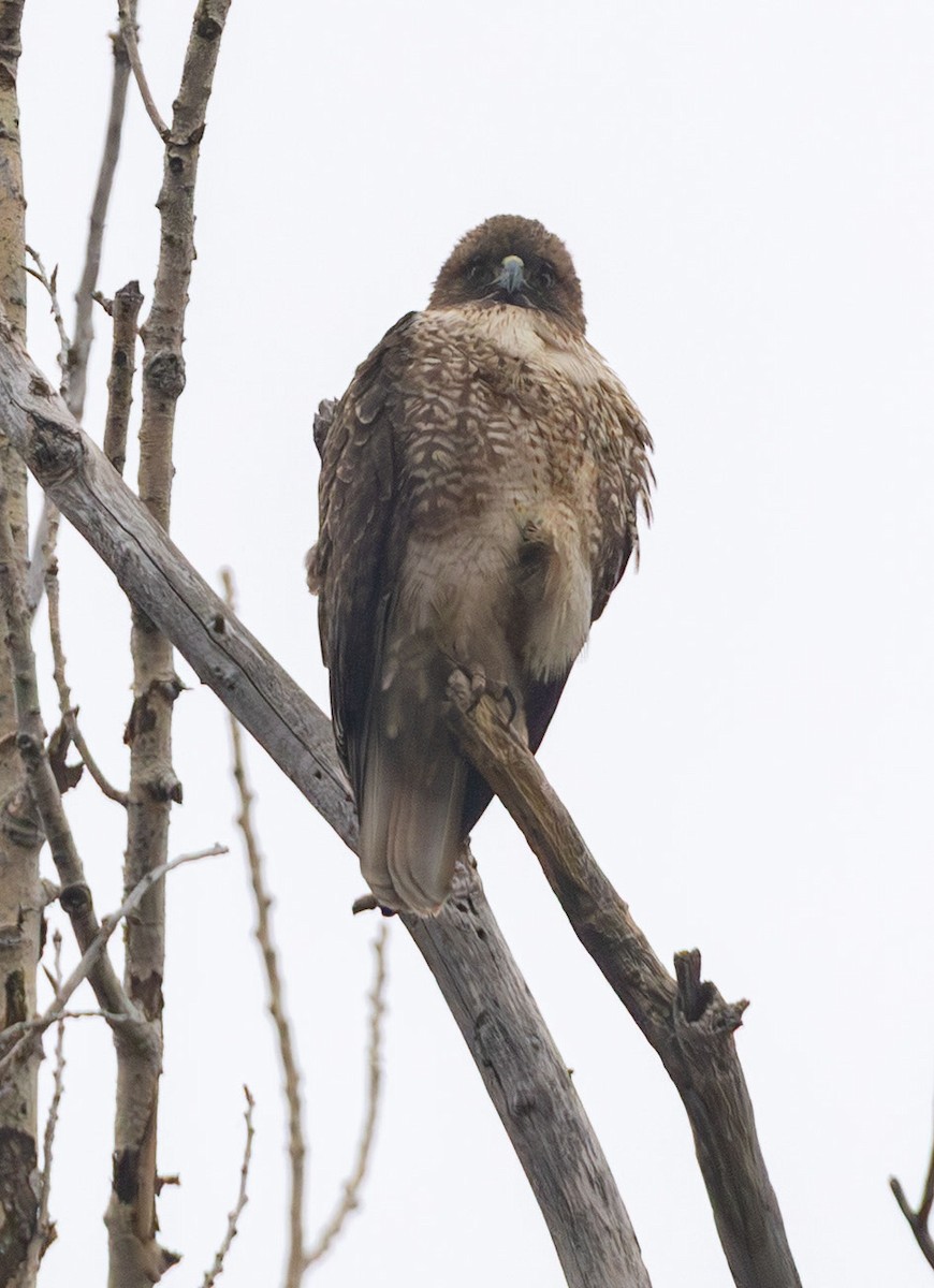 Kızıl Kuyruklu Şahin - ML646499718