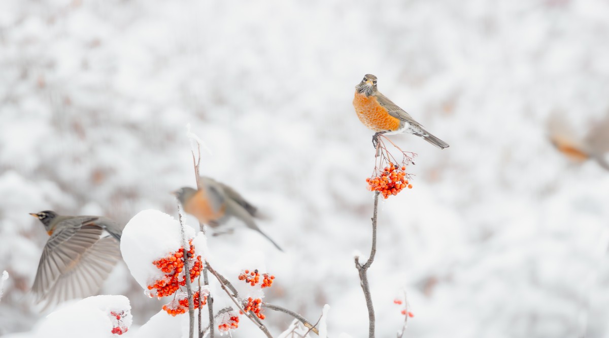 vandretrost (migratorius gr.) - ML646499719