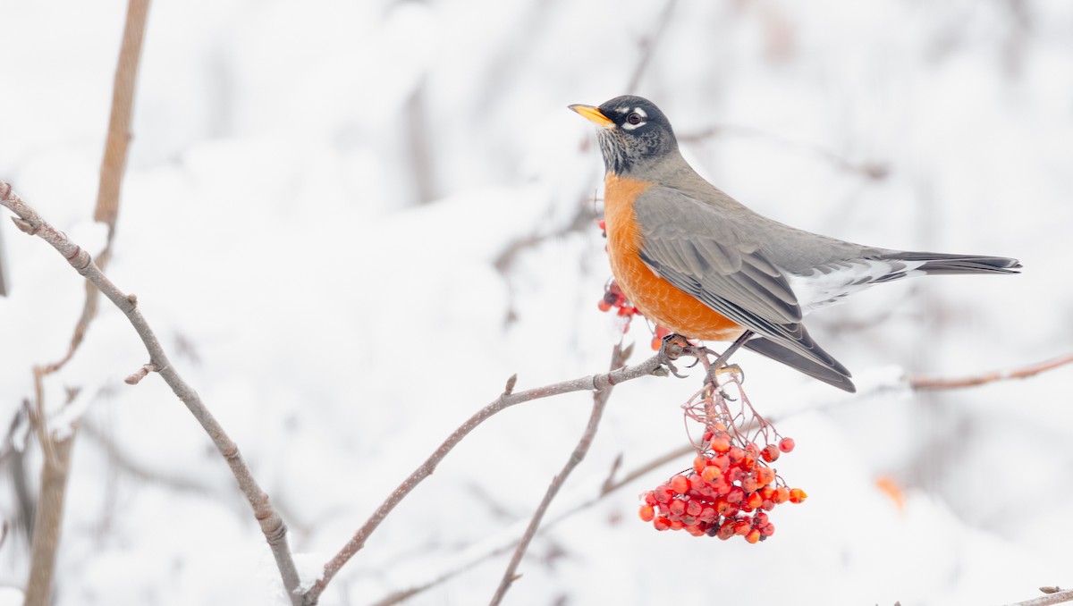 vandretrost (migratorius gr.) - ML646499720