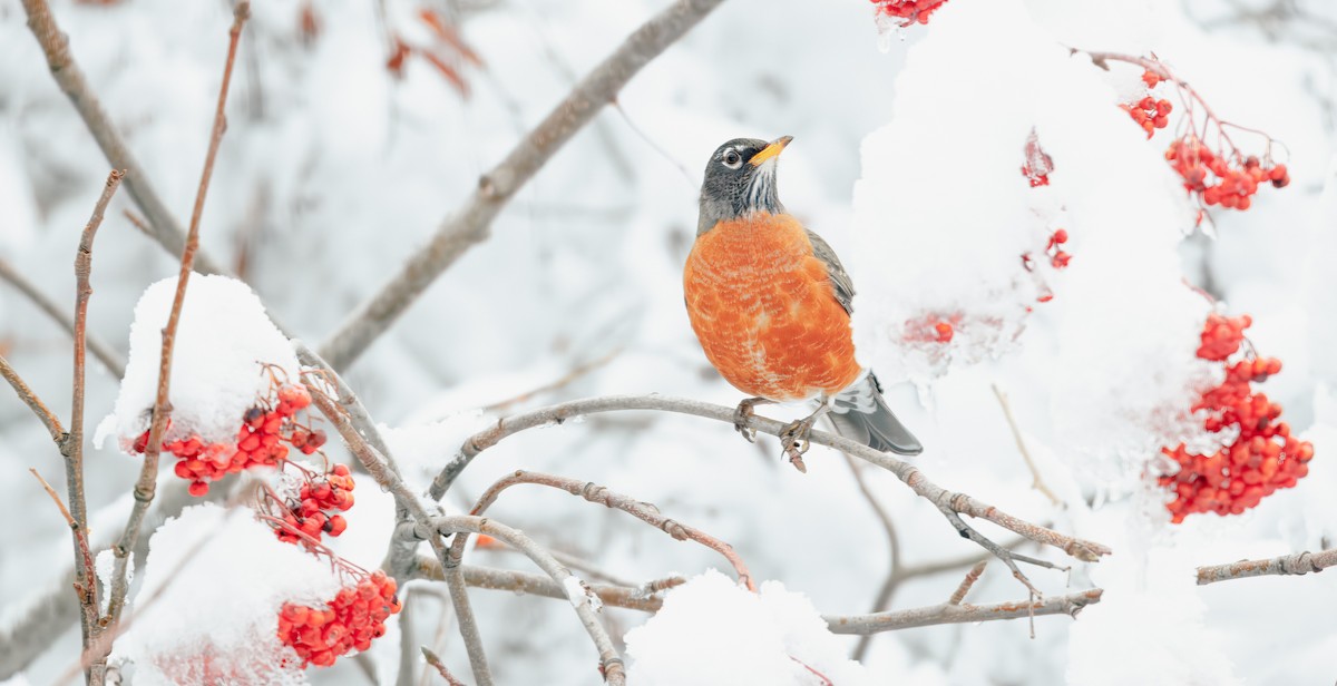 vandretrost (migratorius gr.) - ML646499721