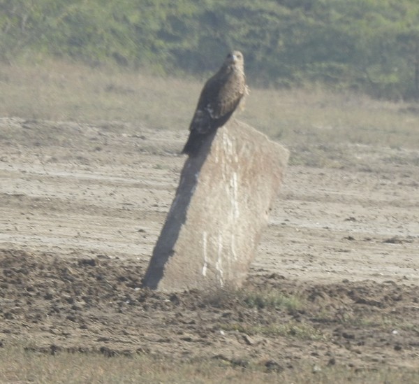 Чёрный коршун (Черноухий) - ML646499732