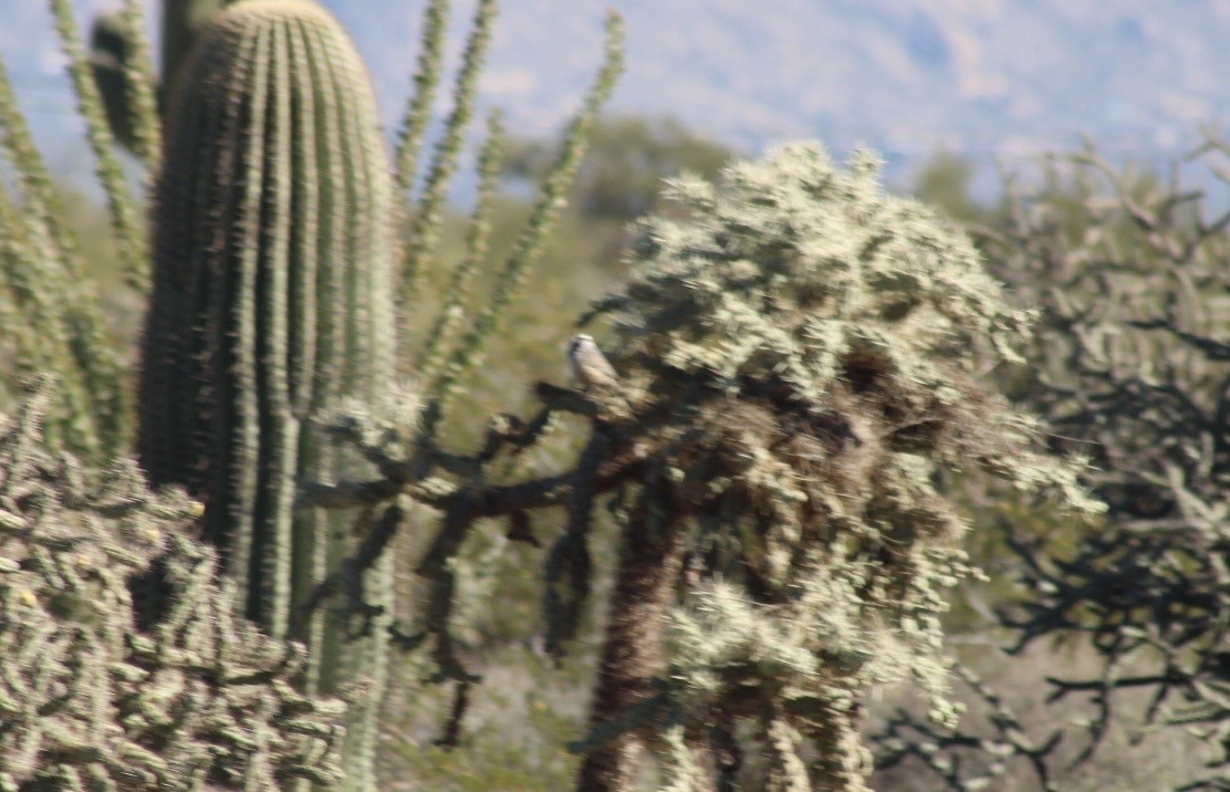 Різжак кактусовий - ML646499734