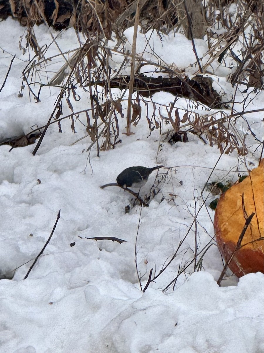 Junco ardoisé - ML646499744