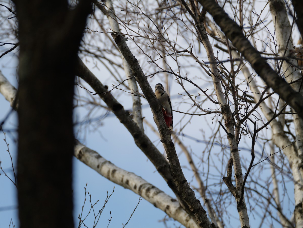 Great Spotted Woodpecker - ML646499747