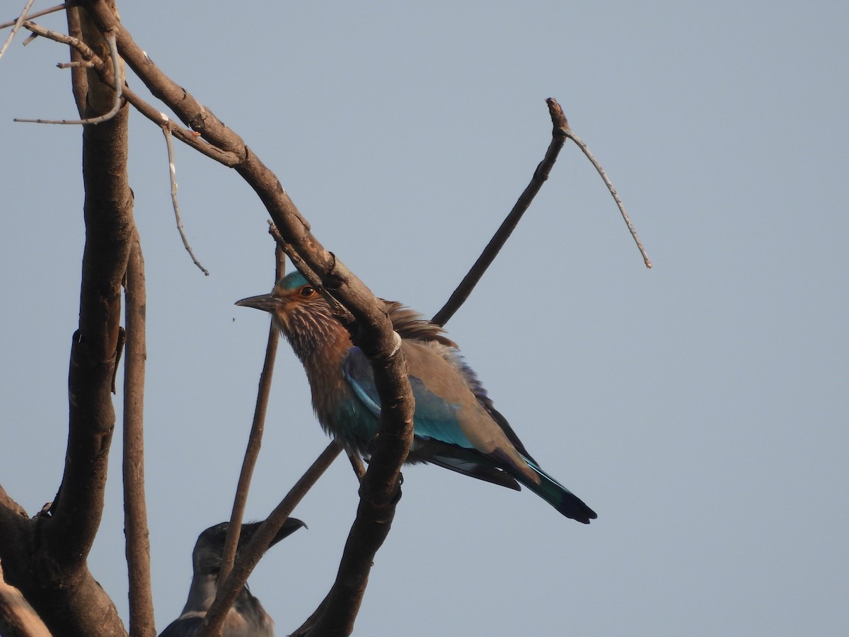 Indian Roller - ML646499748