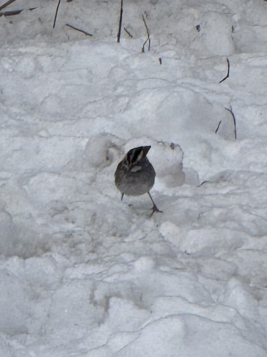 Bruant à gorge blanche - ML646499750