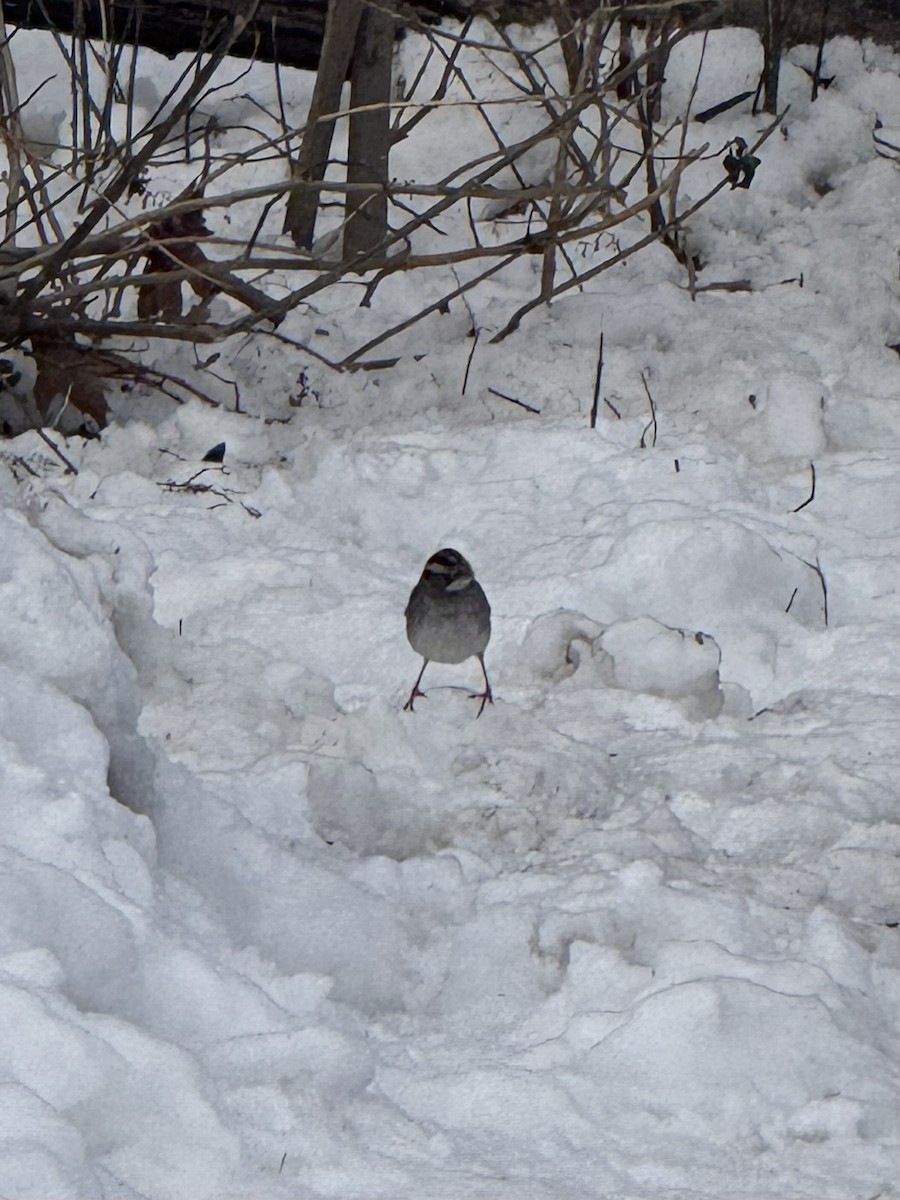 Bruant à gorge blanche - ML646499751